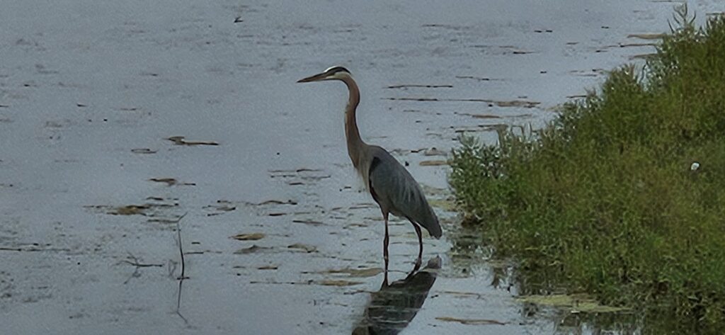 Blue Heron
