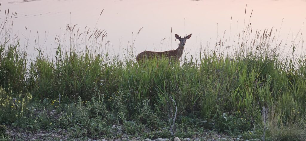 White Tailed Deer